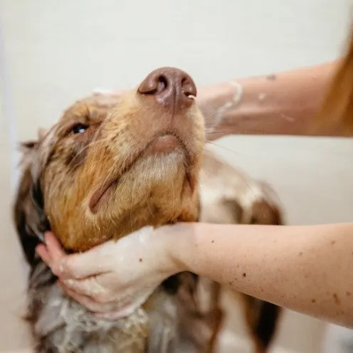 Brown dog receiving oatmeal bath